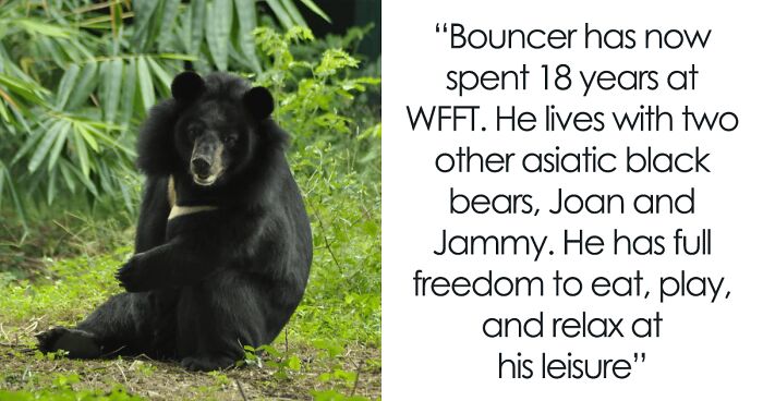 Bouncer, The 20YO 3-Legged Bear, Takes Over The Internet As People Fall In Love With His Chill Vibe