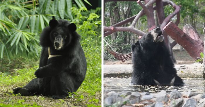 Bouncer, The 20YO 3-Legged Bear, Takes Over The Internet As People Fall In Love With His Chill Vibe