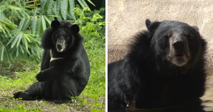 Bouncer, The 20YO 3-Legged Bear, Takes Over The Internet As People Fall In Love With His Chill Vibe