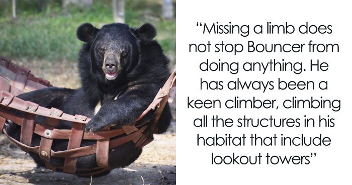 Rescue Bear With 3 Legs Goes Viral As People Online Love Seeing Him Hang Out In His Hammock Daily