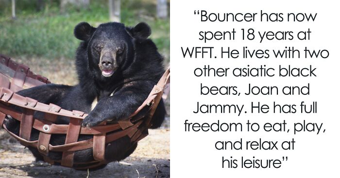 Rescued Bear Loses A Leg, Adapts Perfectly, And Chills Every Day In His Hammock