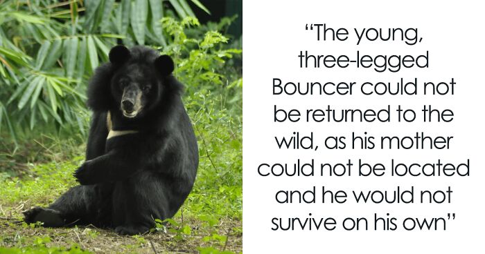 Bear Cub Loses Leg Due To Illegal Trap, Gets Rescued, And Grows Up Adapting Perfectly