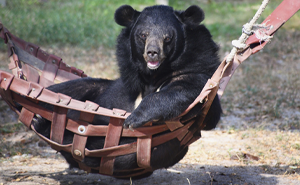 Bouncer, The 20YO 3-Legged Bear, Takes Over The Internet As People Fall In Love With His Chill Vibe