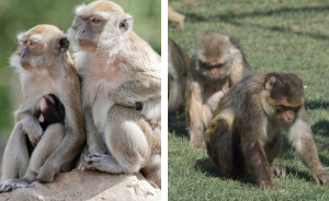 43 Monkeys Escape Research Facility, Police Issue Strict Warning: “They Don’t Belong To You”