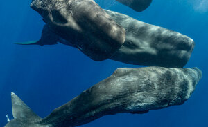 AI Is Translating Whale Language, Which May Help Us Communicate With Extraterrestrials One Day