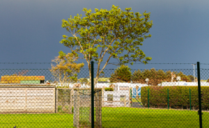 I Spent 4 Years Photographing This Tree