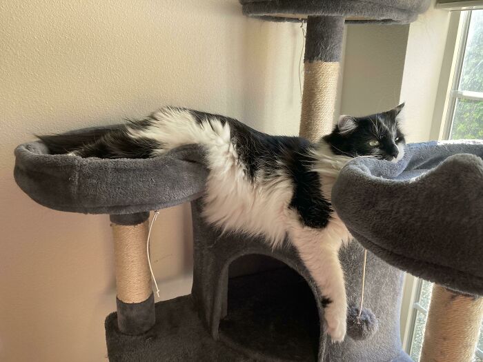 Sure, That’s One Way To Use A Cat Tree