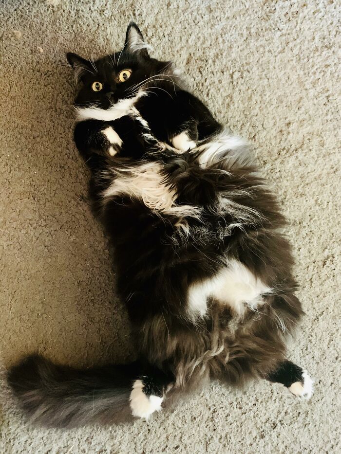 Celeste’s Floofy Belly Belly!