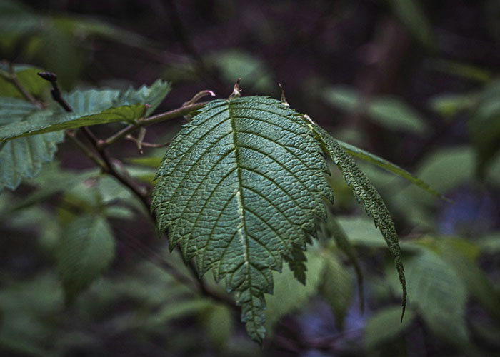 Close-up of a mysterious leaf in a dark forest setting, hinting at an unexplainable mystery.