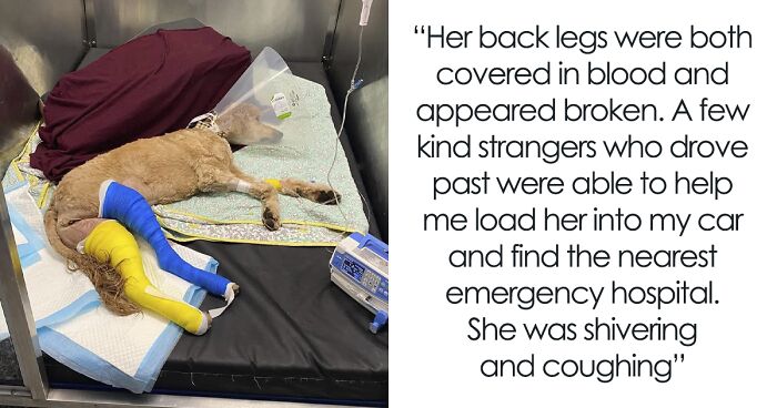 People Online Are Thankful For This Couple Who Used Their Wedding Funds To Save An Injured Dog