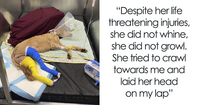 Couple Expend Their Wedding Funds On Saving A Dog With 2 Broken Legs They Found By The Roadside