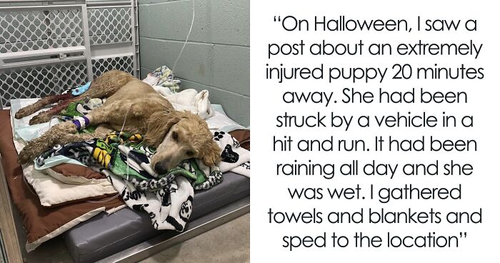 Couple Save Money For Their Wedding, End Up Using It To Save A Terribly Injured And Abandoned Dog