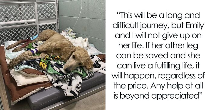 Couple Rescue Injured And Abandoned Dog, Use Their Wedding Fund To Save Her Life