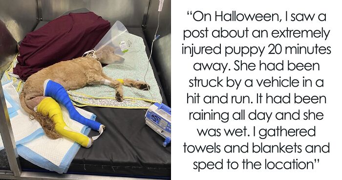 Couple Rescue Injured And Abandoned Dog, Use Their Wedding Fund To Save Her Life