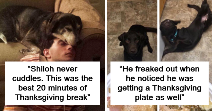 80 Of The Most Heartwarming Thanksgiving Moments To Melt Your Heart