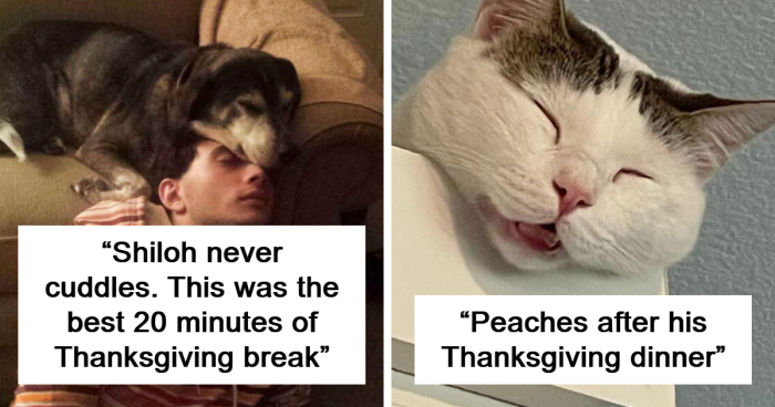 Simple Gratitudes: Wholesome Thanksgiving Pics That Feel Like A Hug On A Cold Night