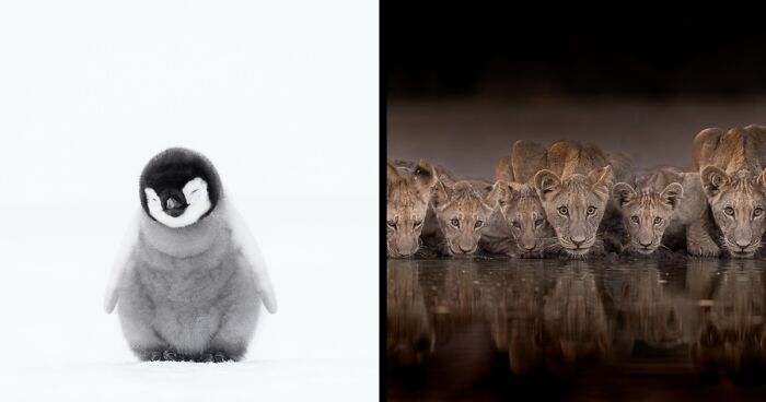 From Cute To Eye-Opening: 44 Nature Shots Captured By This Year’s Winners And Highly Honored