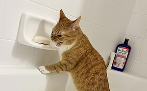 This Cat Decided To Explore The Taste Of Soap And The Reaction After Is Priceless