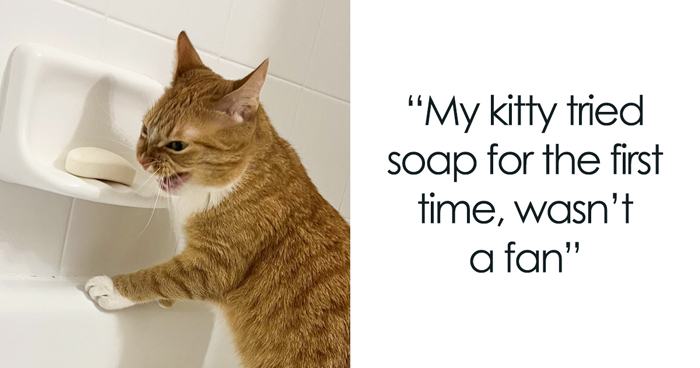 This Cat Decided To Explore The Taste Of Soap And The Reaction After Is Priceless