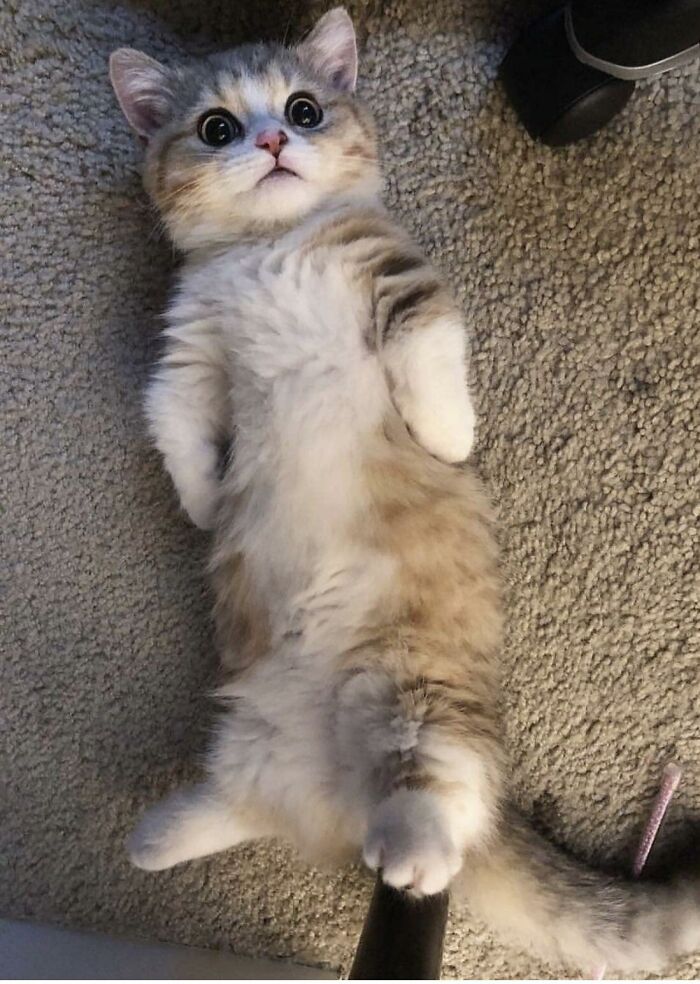 Cutest Cat Belly