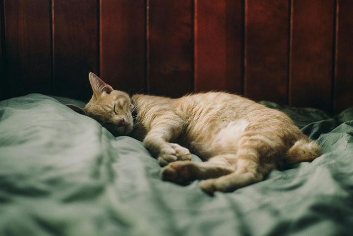 Sleeping ginger cat on a green bed, curled up peacefully after being rehomed.