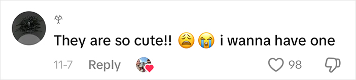 Comment expressing desire for cutest baby calves Millie and Milo with emojis and 98 likes.