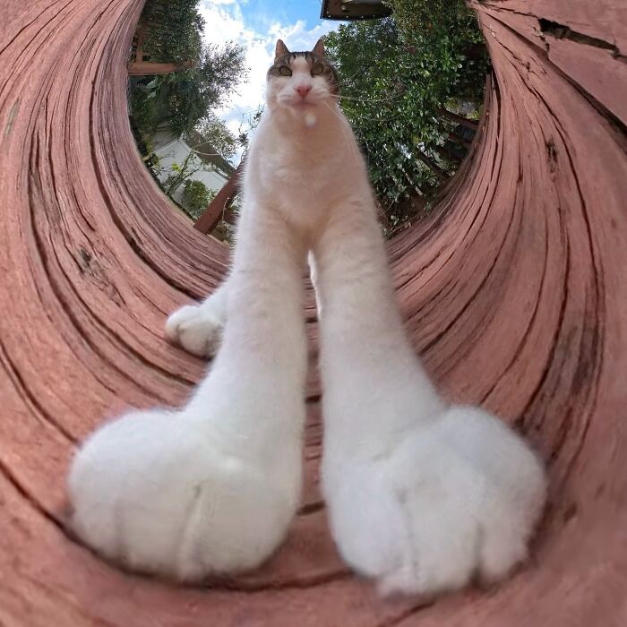 39 Hilariously Silly Photos Of Cats Taken With A 360 Camera By This Owner