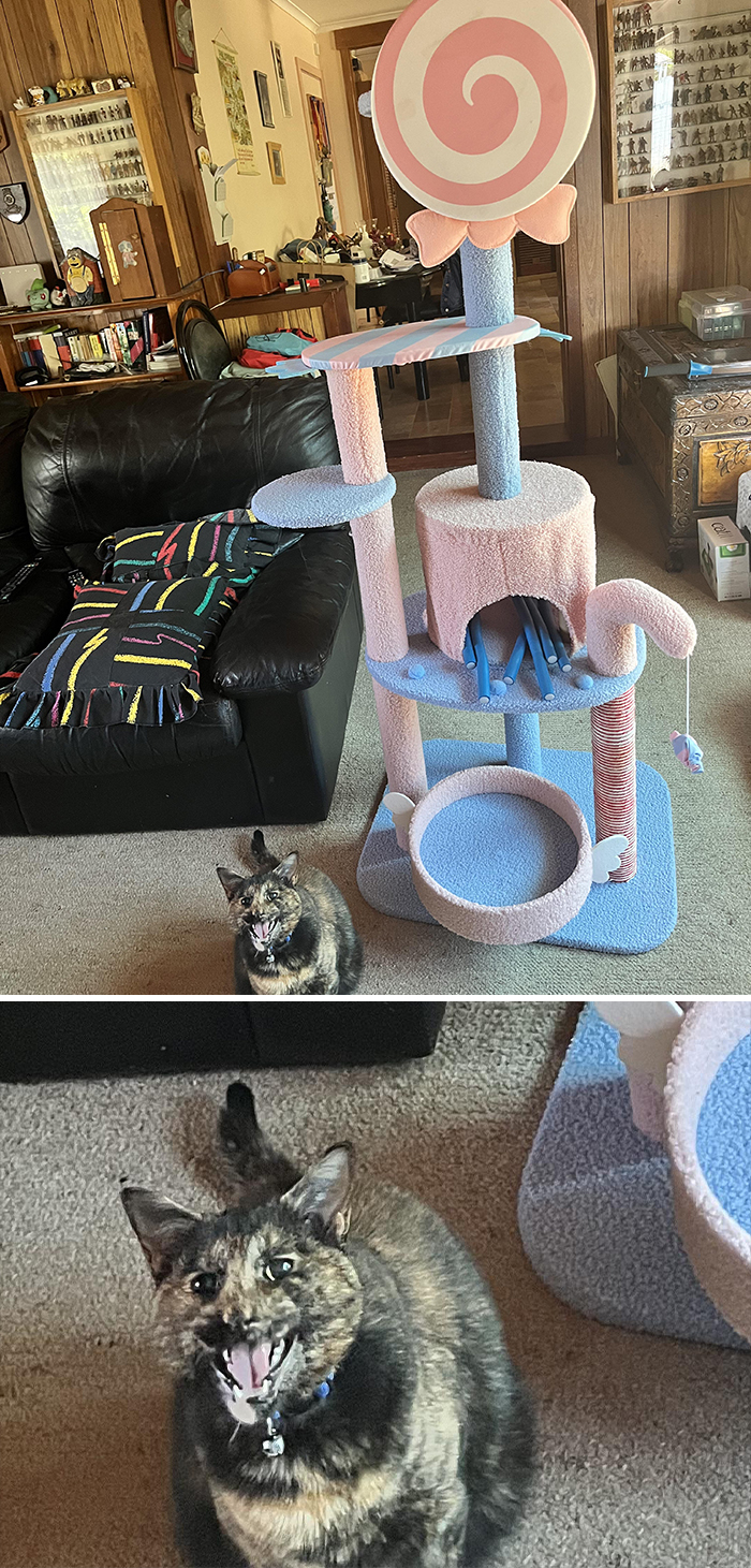 Liquorice’s New Cat Tree Arrived!