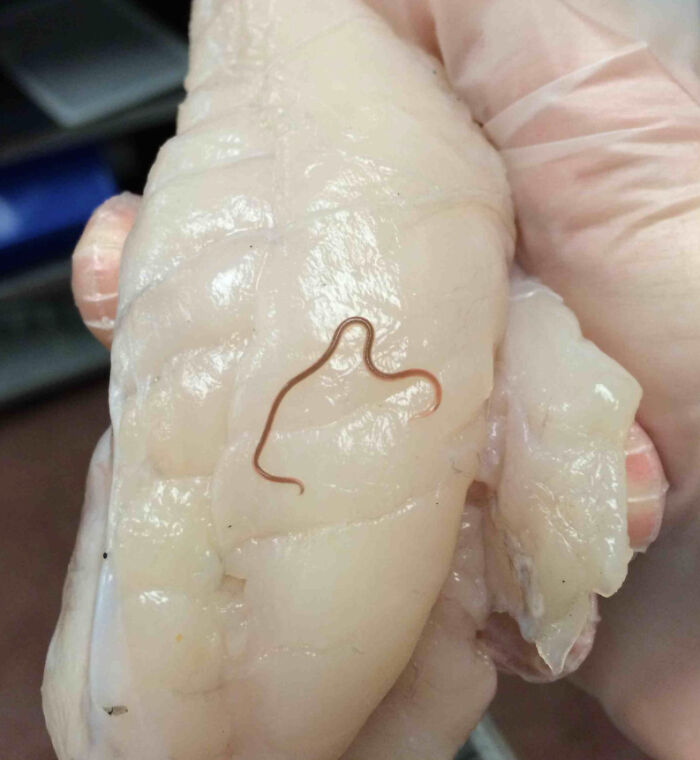 Person holding fish fillet with a visible worm, highlighting job secrets in the food industry.