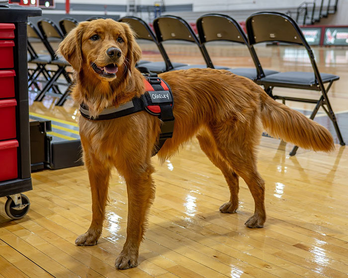 College B-Ball Team Employs Golden Retriever As Their ‘Director Of Pawsitivity,’ And Netizens Love It