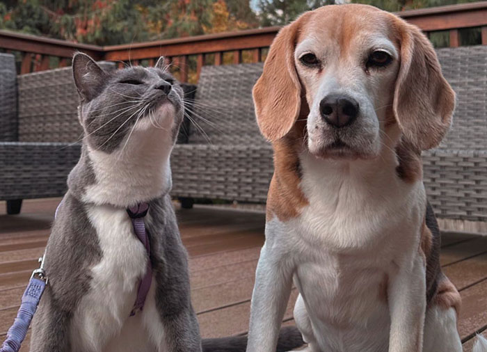 Dog and cat sitting together on a deck, showing each other's traits and expressions.