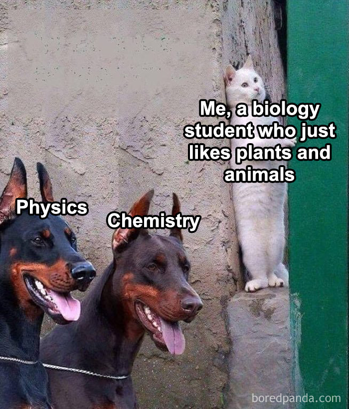 A cat labeled "biology student" hiding from Dobermans labeled "Physics" and "Chemistry," representing science memes.