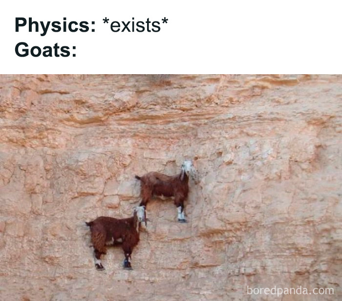 Goats defy physics by climbing a steep rocky cliff, illustrating a funny science meme.