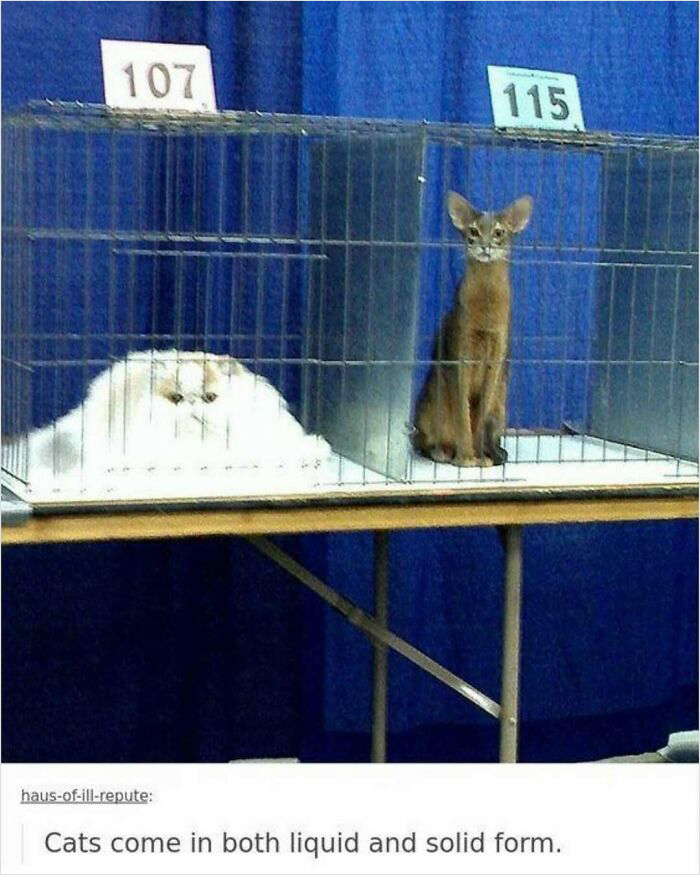 Cats in cages demonstrating "liquid" and solid forms, showcasing a humorous science meme concept.