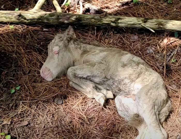 Abandoned baby horse lying down, in need of nursing back to health.