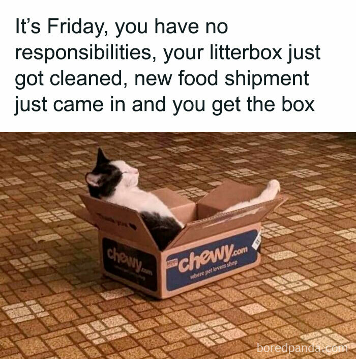 Relaxed cat lounging in a chewy box on a tiled floor, embodying funny cat memes vibe.