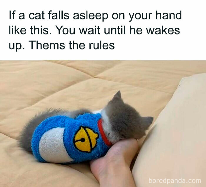 Kitten in a cute blue sweater asleep on a person's hand on a bed, representing funny cat pics and memes.