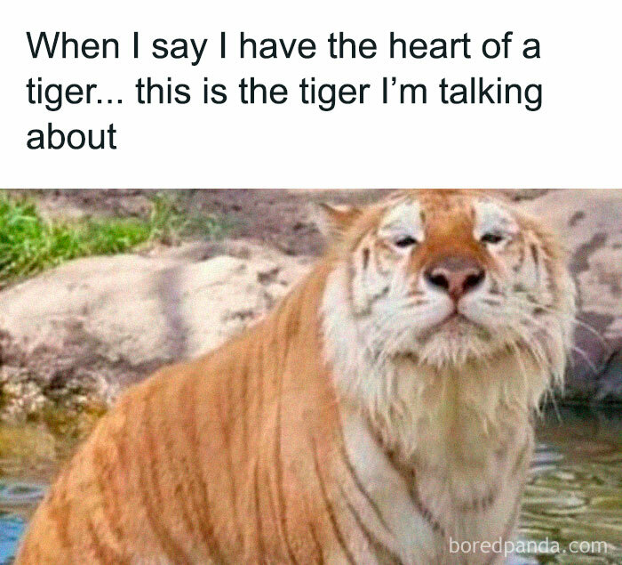 A funny cat posing like a tiger in the water, with a joke caption.