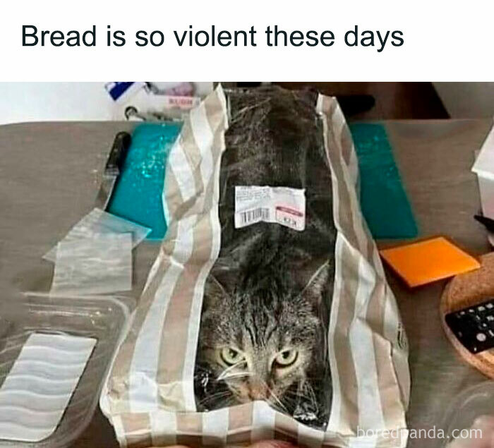 Cat humorously tucked in a bread bag on a kitchen counter, showcasing funny cat pics and memes.