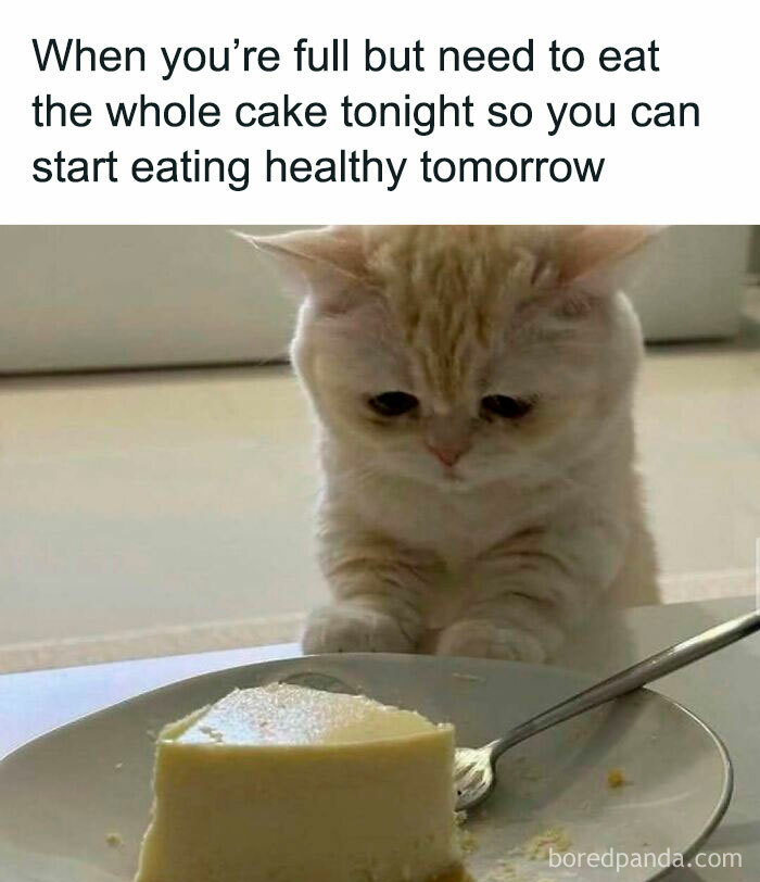 Cat staring intently at a slice of cheesecake, humorously contemplating eating it.