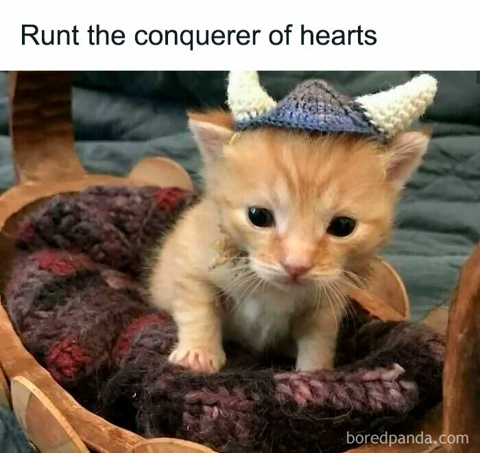 Cute kitten wearing Viking hat in basket, perfect for funny cat pics and memes.