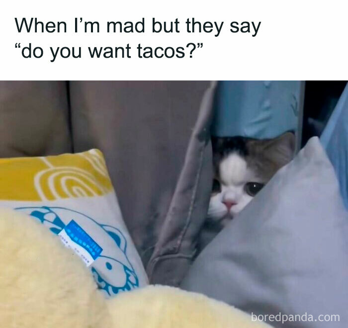 Funny cat peeking from behind pillows with a grumpy expression, illustrating a humorous meme moment.