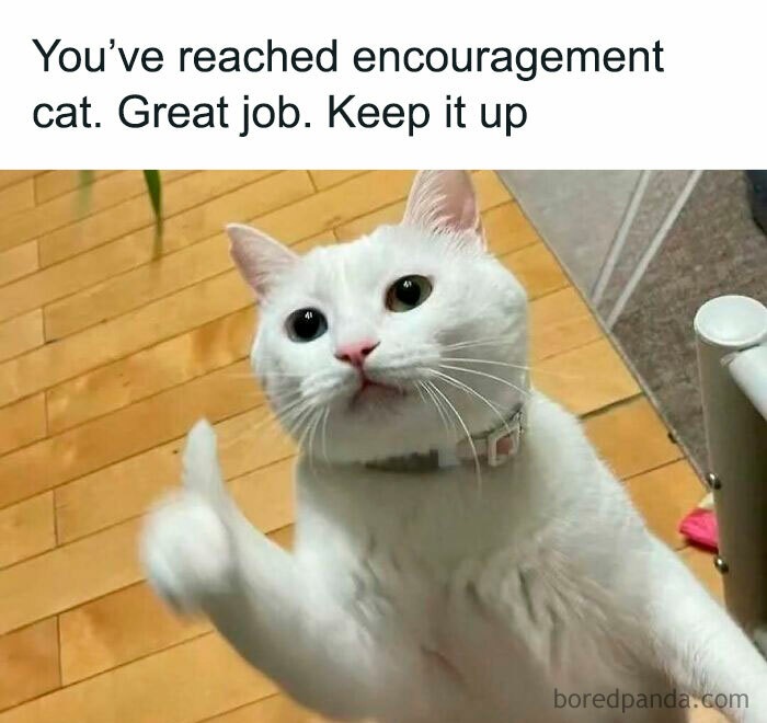 Funny cat giving a thumbs up, with text "You’ve reached encouragement cat. Great job. Keep it up." Perfect for memes and jokes.