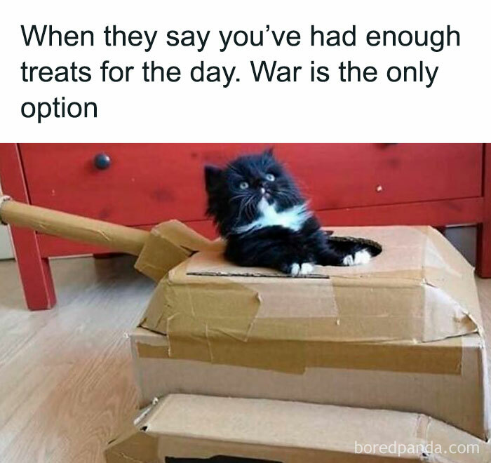 Funny cat in a cardboard tank, looking determined, with the text: "When they say you’ve had enough treats for the day."