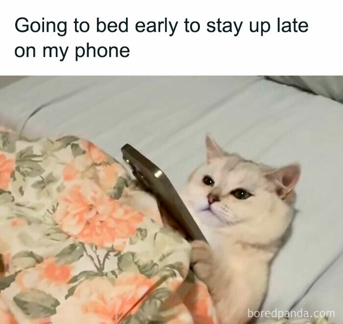 Cat in bed looking at a phone with a humorous expression, creating a funny meme vibe.