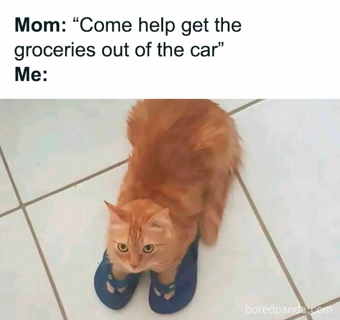 Funny cat wearing slippers on tiled floor, looking amused.