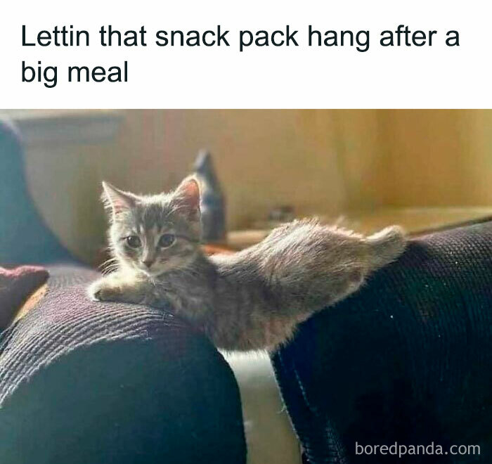 Funny cat lounging on a sofa, with a humorous caption about its posture after a meal.