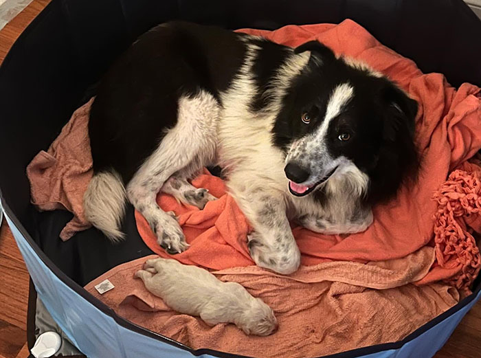 Rescued dog with a huge, adorable singleton puppy lying on an orange blanket in a cozy setting.