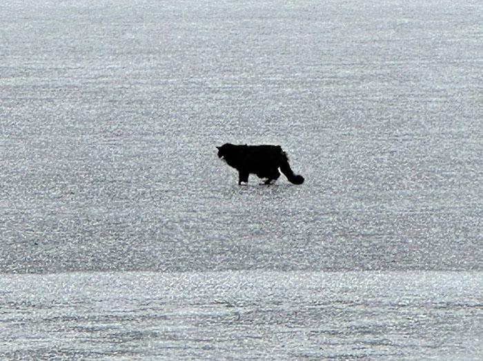 Blind cat on ice chunk on lake, alone and vulnerable in a vast icy landscape.