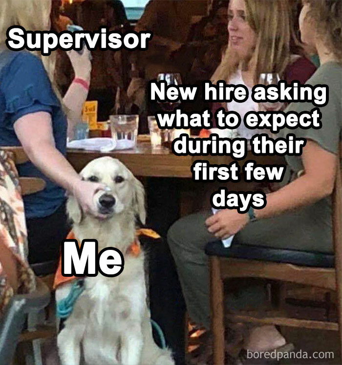 Dog with a funny expression in work meme about new hires, colleagues, and supervisor interaction.